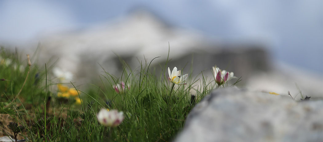 Discovering the alpine flora of the Brenta Dolomites